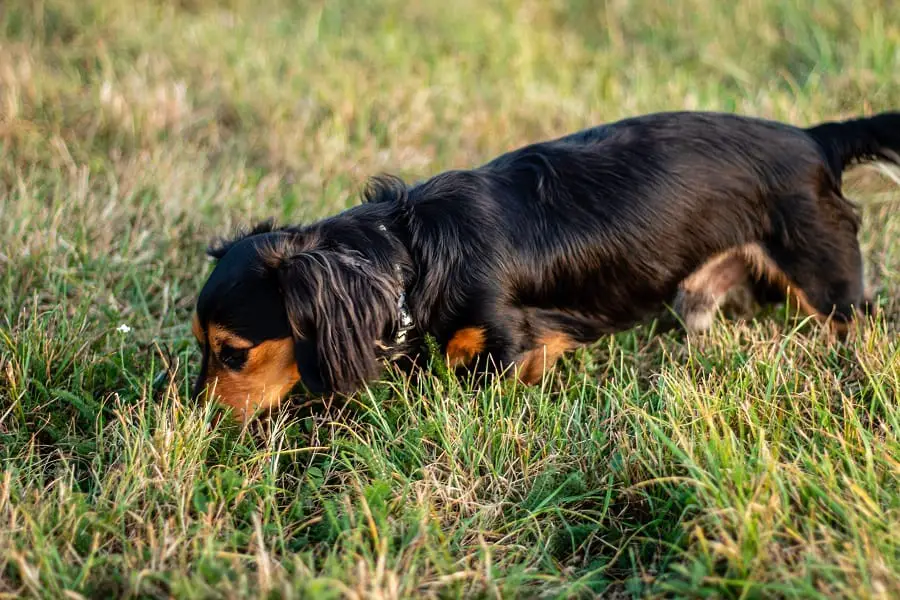 dachshund with strong sense of smell make them perfect hunter