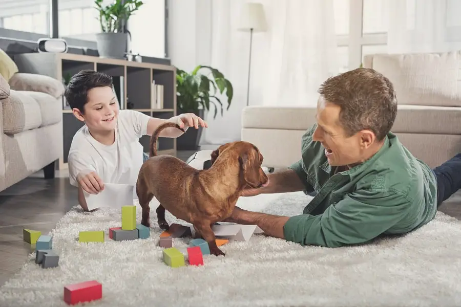 dachshund's being loyal and playing with more than one person