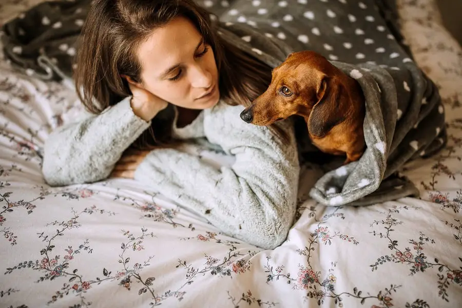 Woman and dachshund communicating in bed under blanket