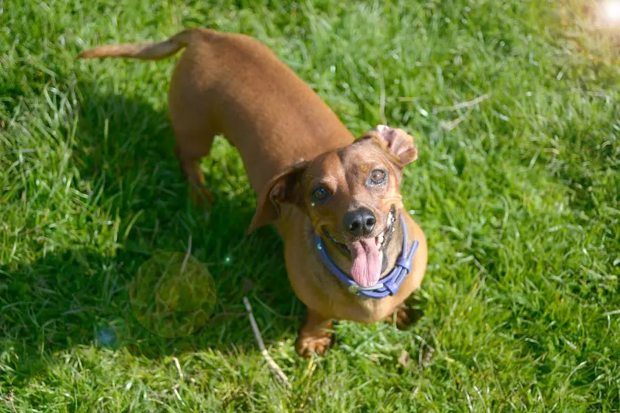 goofy smart miniature dachshund seeking attention