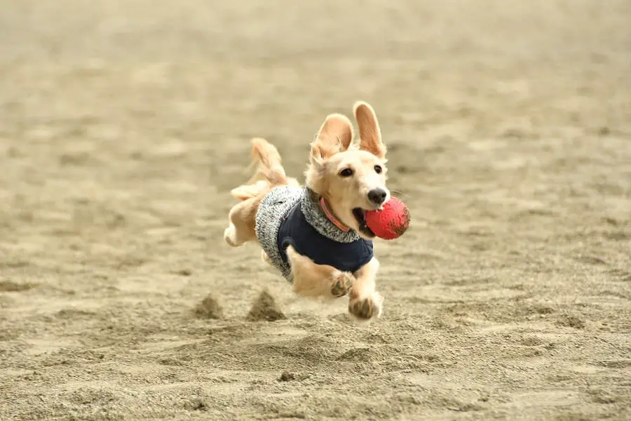 smart miniature dachshund running like a fly