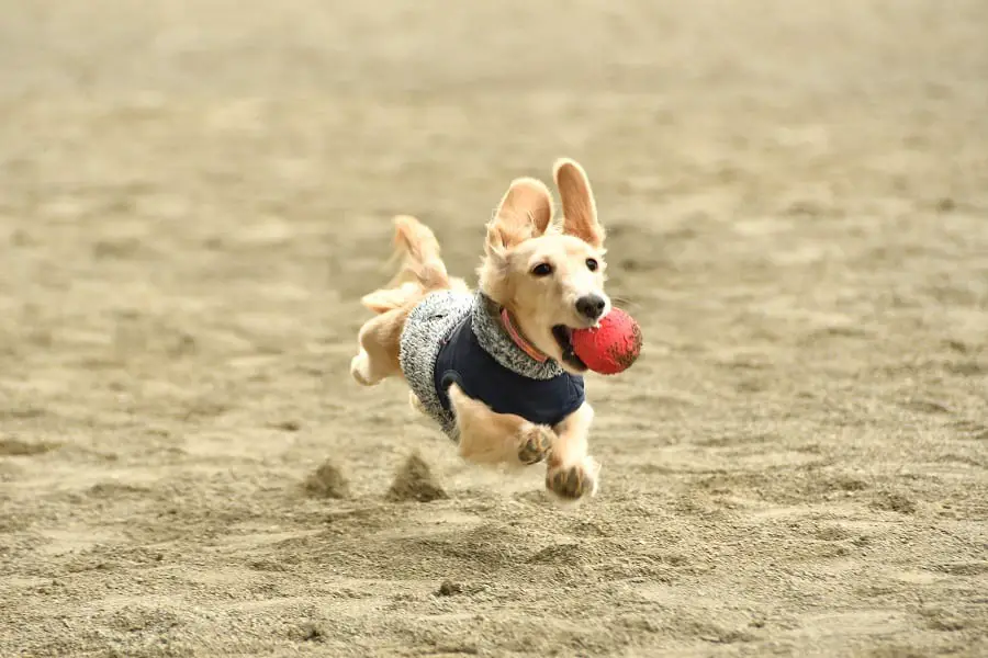 are dachshunds intelligent dogs