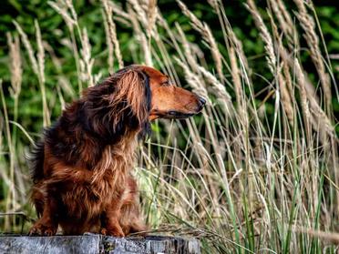 can a dachshund kill a badger