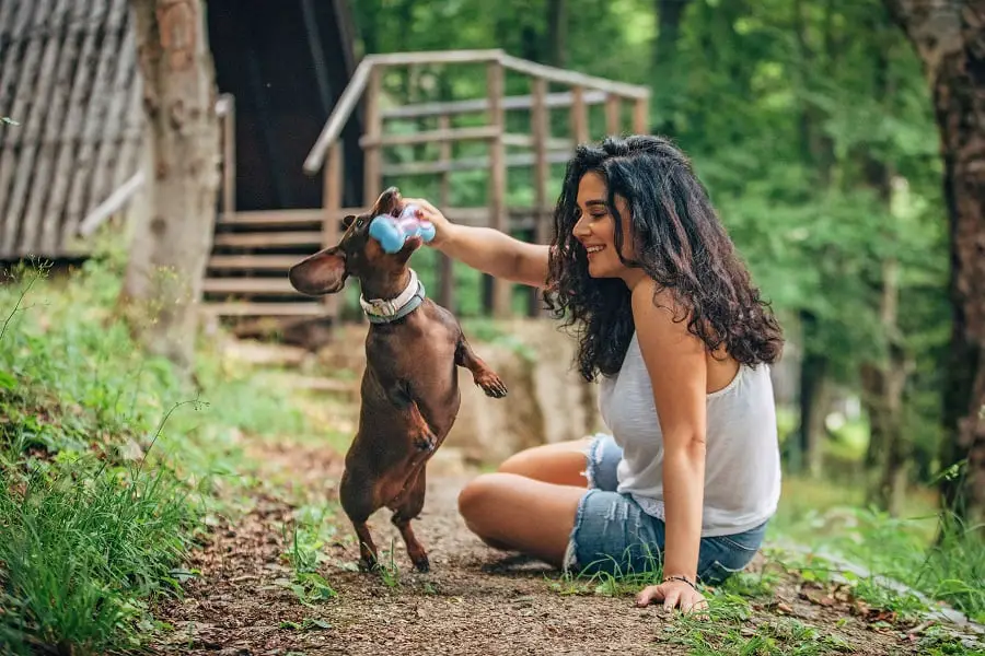 loyal dachshund playing with owner