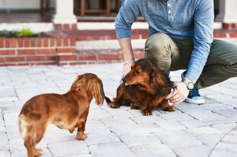 Why Does My Dachshund Get so Jealous of Other Dogs? 5 Ways to Help ...