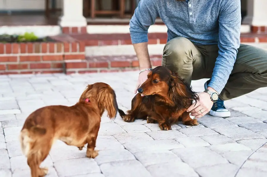 making dachshunds socialize with each other