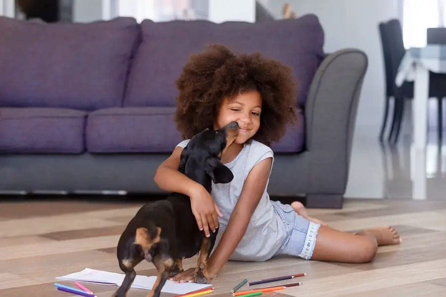 miniature dachshund playing with little girl