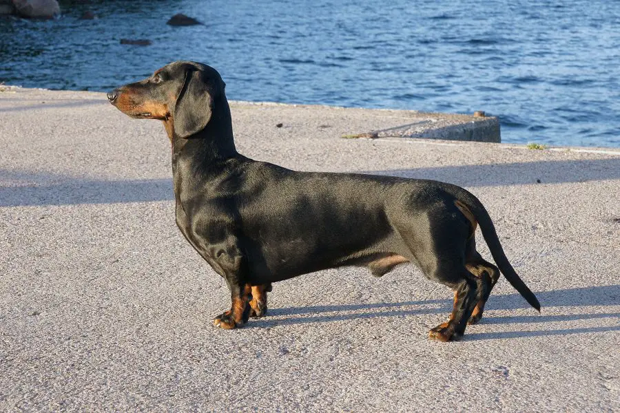 Black and tan purebred dachshund standing at navy pier 