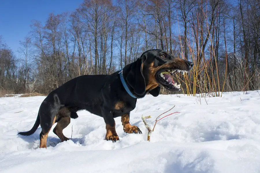 traits that make dachshunds good for hunting badgers