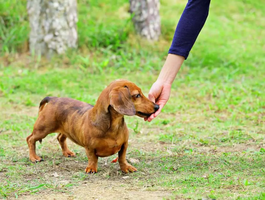 reason why dachshunds are loyal to one person