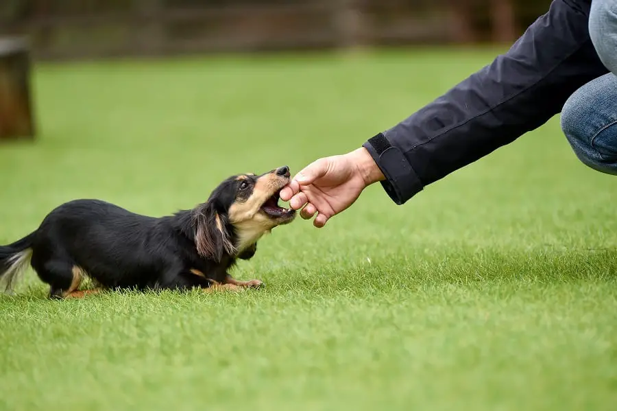 smart miniature dachshund interacting with owner