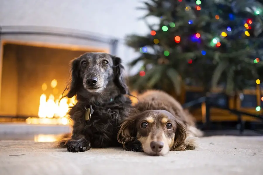 Long Haired Dachshunds Tired and Lying on Floor