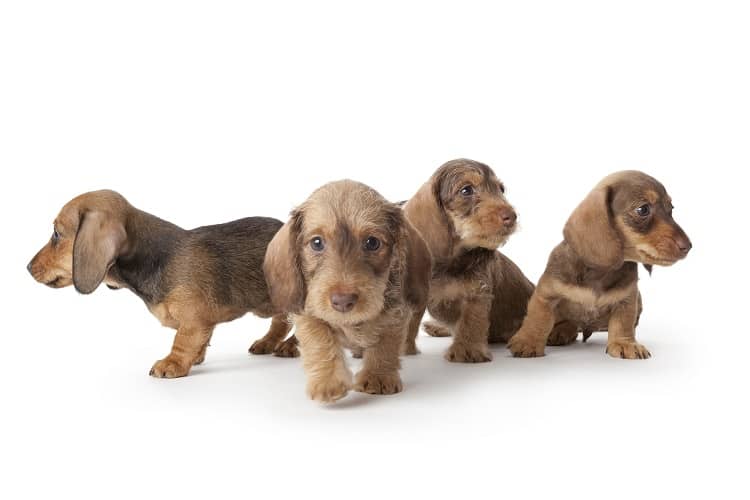 dachshund puppies